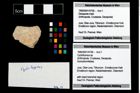 Foto (Objekt + Etikett) von Cyclothyreus sp.  (NHMW-GEO-1990-0041-4706)